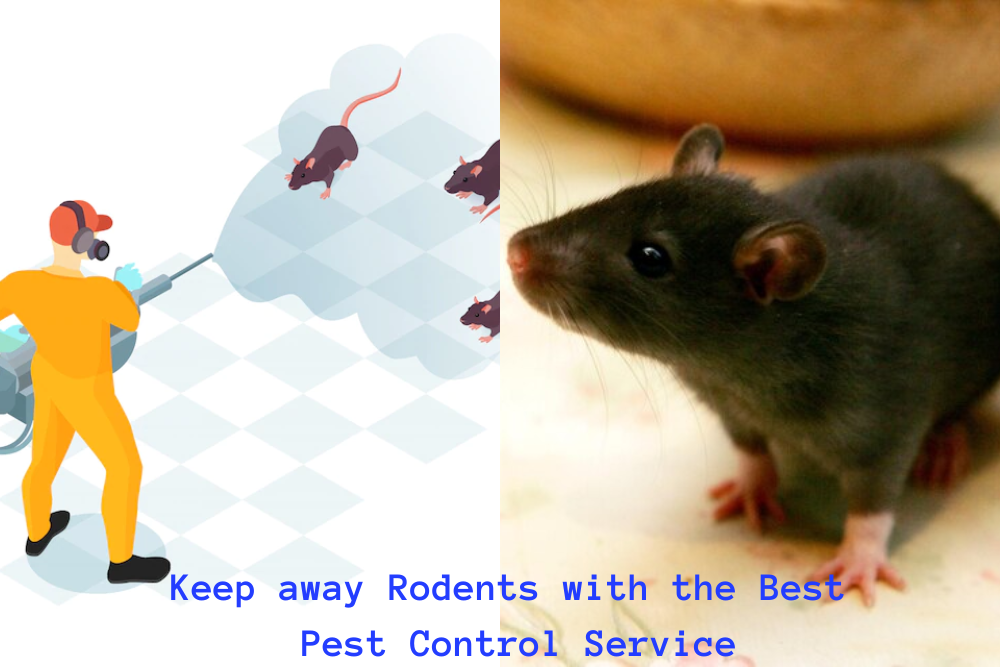 pest control service