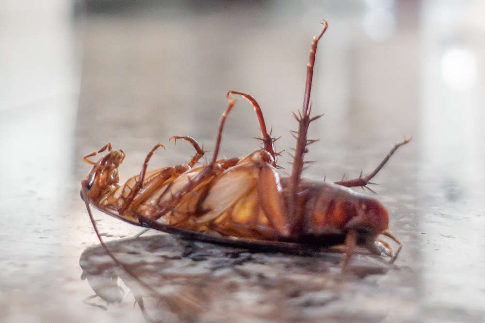 pest control service