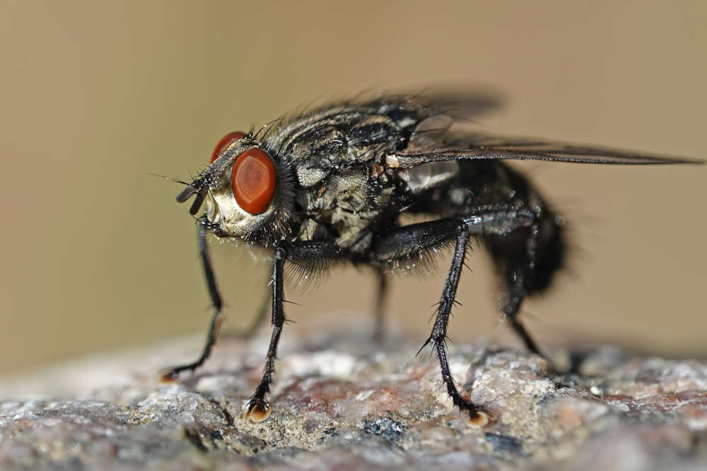 pest control service