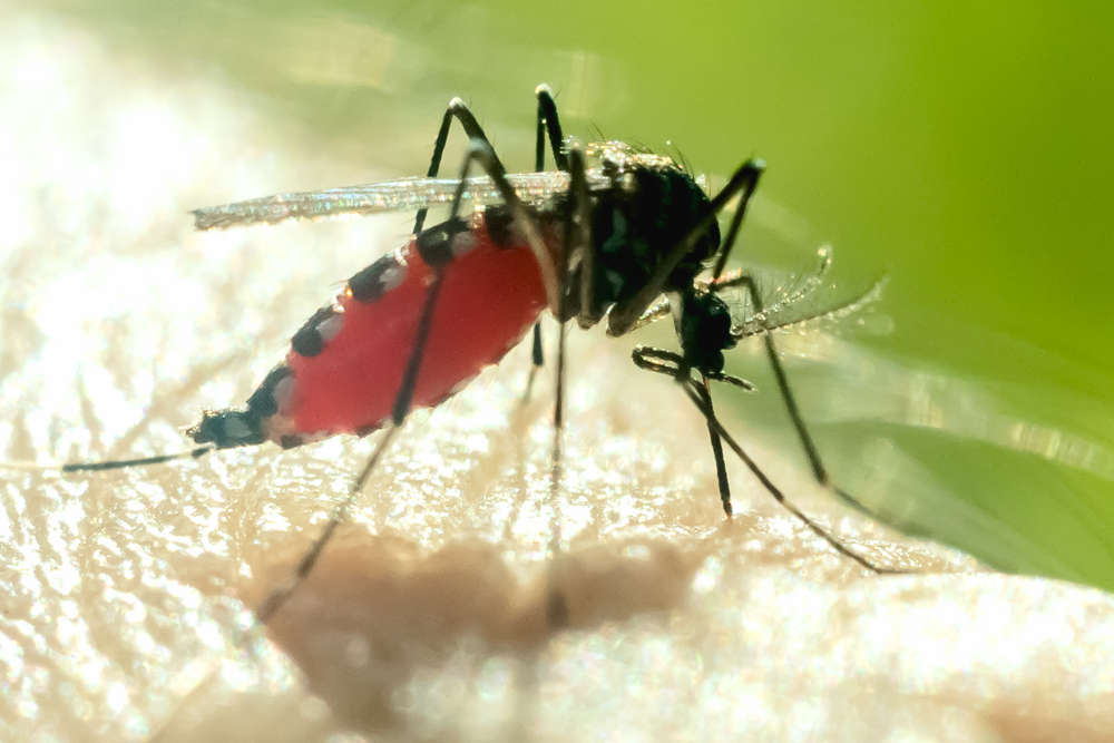 pest control service