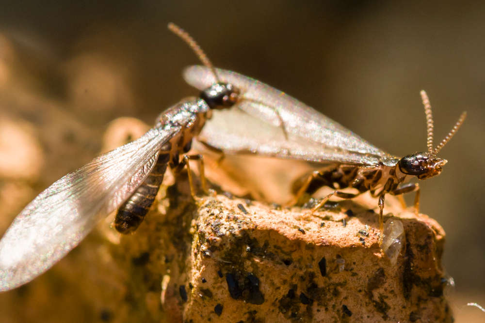 pest control service