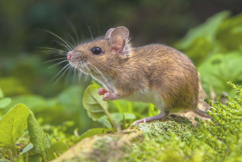 pest control service