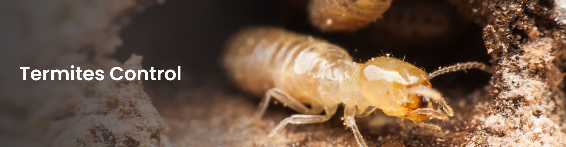 pest control service