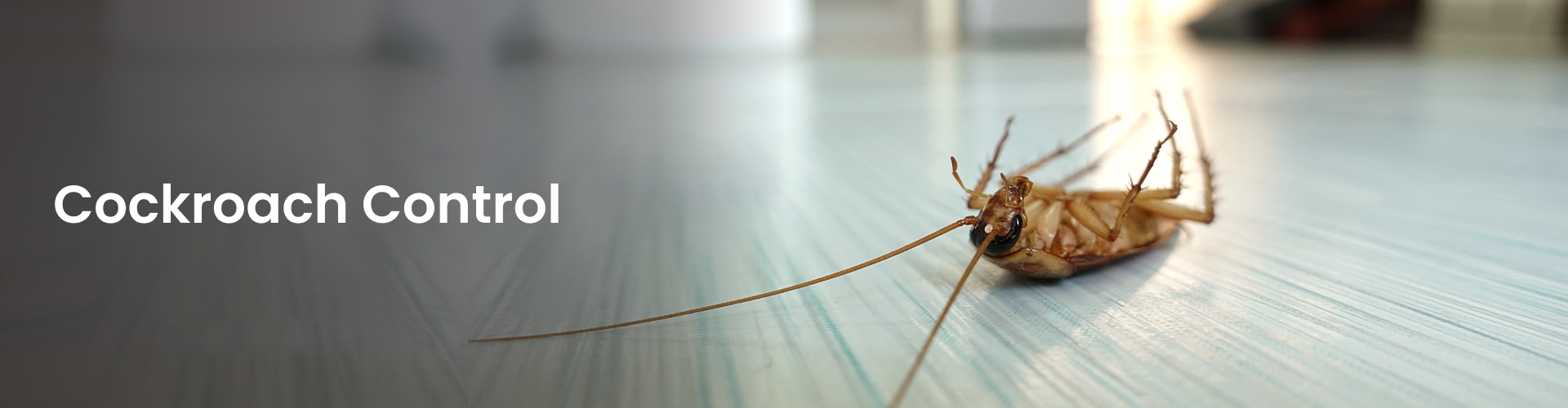 pest control service