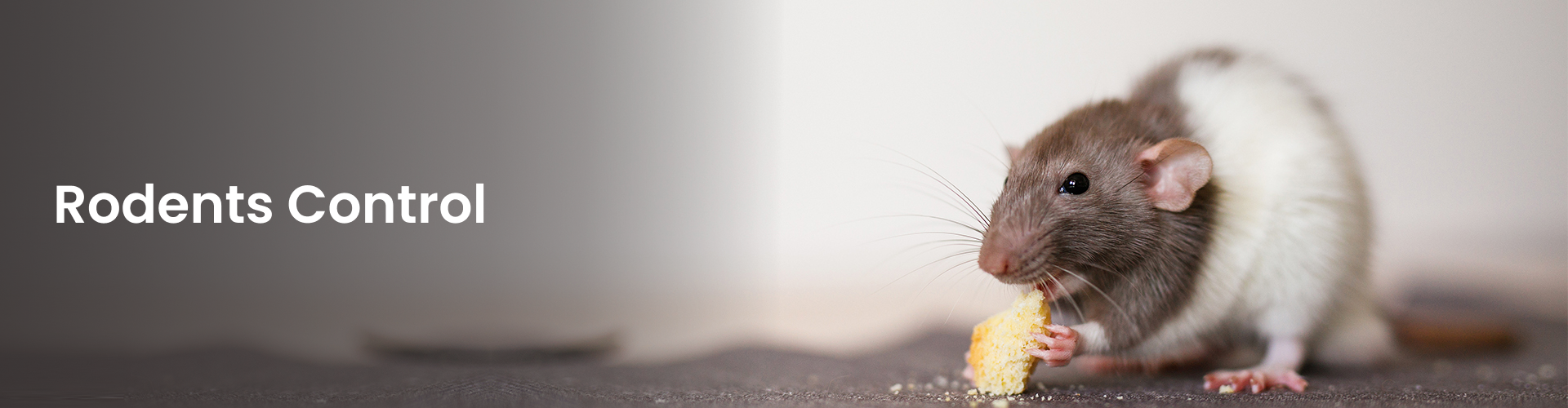 pest control service
